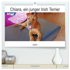 Chiara, ein junger Irish Terrier (hochwertiger Premium Wandkalender 2024 DIN A2 quer), Kunstdruck in Hochglanz von Schimon,  Claudia
