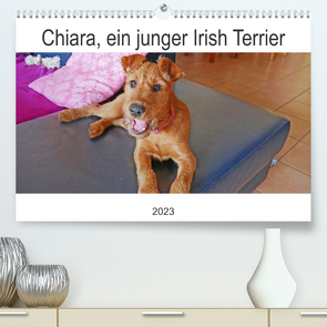 Chiara, ein junger Irish Terrier (Premium, hochwertiger DIN A2 Wandkalender 2023, Kunstdruck in Hochglanz) von Schimon,  Claudia