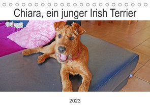 Chiara, ein junger Irish Terrier (Tischkalender 2023 DIN A5 quer) von Schimon,  Claudia