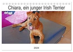Chiara, ein junger Irish Terrier (Tischkalender 2024 DIN A5 quer), CALVENDO Monatskalender von Schimon,  Claudia
