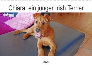 Chiara, ein junger Irish Terrier (Wandkalender 2023 DIN A2 quer) von Schimon,  Claudia