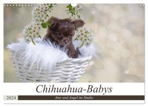 Chihuahua-Babys – Amy und Angel im Studio (Wandkalender 2024 DIN A3 quer), CALVENDO Monatskalender von Teßen,  Sonja