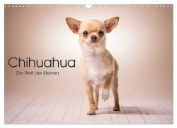 Chihuahua – Die Welt der Kleinen (Wandkalender 2024 DIN A3 quer), CALVENDO Monatskalender von Schuberts-Fotografie,  Schuberts-Fotografie