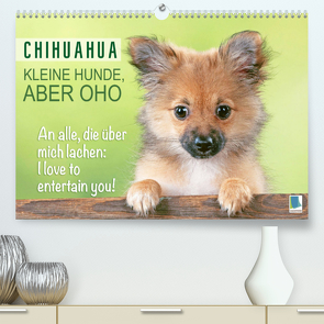 Chihuahua: Kleine Hunde, aber oho (Premium, hochwertiger DIN A2 Wandkalender 2023, Kunstdruck in Hochglanz) von CALVENDO