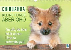 Chihuahua: Kleine Hunde, aber oho (Wandkalender 2023 DIN A3 quer) von CALVENDO