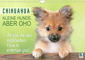 Chihuahua: Kleine Hunde, aber oho (Wandkalender 2023 DIN A4 quer) von CALVENDO