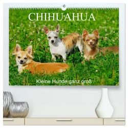 Chihuahua – Kleine Hunde ganz groß (hochwertiger Premium Wandkalender 2024 DIN A2 quer), Kunstdruck in Hochglanz von Starick,  Sigrid