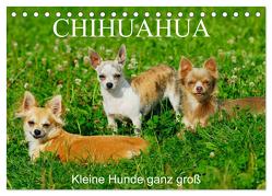 Chihuahua – Kleine Hunde ganz groß (Tischkalender 2024 DIN A5 quer), CALVENDO Monatskalender von Starick,  Sigrid