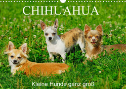 Chihuahua – Kleine Hunde ganz groß (Wandkalender 2023 DIN A3 quer) von Starick,  Sigrid