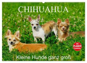 Chihuahua – Kleine Hunde ganz groß (Wandkalender 2024 DIN A2 quer), CALVENDO Monatskalender von Starick,  Sigrid