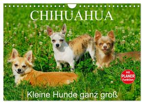 Chihuahua – Kleine Hunde ganz groß (Wandkalender 2024 DIN A4 quer), CALVENDO Monatskalender von Starick,  Sigrid