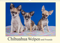 Chihuahua Welpen und Freunde (Wandkalender 2023 DIN A3 quer) von Wejat-Zaretzke,  Gabriela