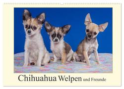 Chihuahua Welpen und Freunde (Wandkalender 2024 DIN A2 quer), CALVENDO Monatskalender von Wejat-Zaretzke,  Gabriela