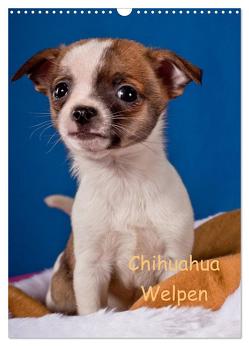 Chihuahua Welpen (Wandkalender 2024 DIN A3 hoch), CALVENDO Monatskalender von Wejat-Zaretzke,  Gabriela