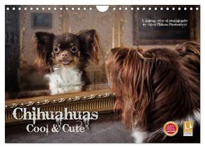Chihuahuas – Cool and Cute (Wandkalender 2024 DIN A4 quer), CALVENDO Monatskalender von Pinkoss Photostorys,  Oliver