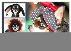 Chihuahuas. Zuckersüße Hunde im lustigen Outfit (Wandkalender 2024 DIN A4 quer), CALVENDO Monatskalender von Hurley,  Rose