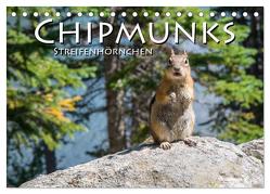 Chipmunks Streifenhörnchen (Tischkalender 2024 DIN A5 quer), CALVENDO Monatskalender von Styppa,  Robert