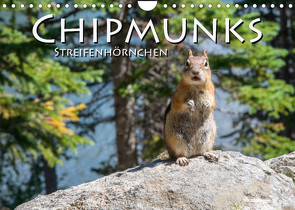 Chipmunks Streifenhörnchen (Wandkalender 2022 DIN A4 quer) von Styppa,  Robert