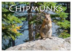 Chipmunks Streifenhörnchen (Wandkalender 2024 DIN A2 quer), CALVENDO Monatskalender von Styppa,  Robert