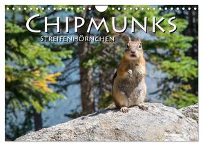 Chipmunks Streifenhörnchen (Wandkalender 2024 DIN A4 quer), CALVENDO Monatskalender von Styppa,  Robert