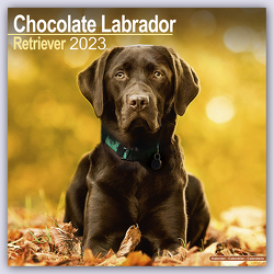 Chocolate Labrador Retriever – Brauner Labrador 2023 – 16-Monatskalender