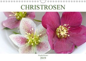 Christrosen (Wandkalender 2019 DIN A4 quer) von Kruse,  Gisela