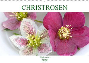 Christrosen (Wandkalender 2020 DIN A2 quer) von Kruse,  Gisela