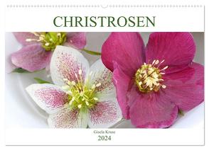 Christrosen (Wandkalender 2024 DIN A2 quer), CALVENDO Monatskalender von Kruse,  Gisela
