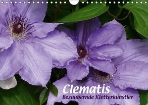 Clematis – Bezaubernde Kletterkünstler (Wandkalender 2019 DIN A4 quer) von Niemela,  Brigitte