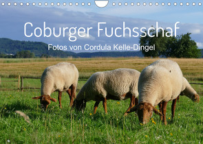 Coburger Fuchsschaf (Wandkalender 2022 DIN A4 quer) von Kelle-Dingel,  Cordula