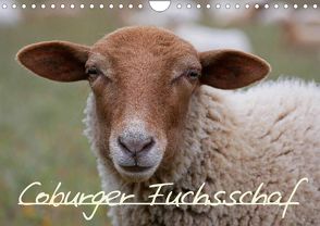 Coburger Fuchsschaf (Wandkalender 2022 DIN A4 quer) von Kelle-Dingel,  Cordula