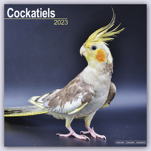 Cockatiels – Nymphensittiche 2023 – 16-Monatskalender