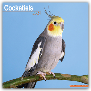 Cockatiels – Nymphensittiche 2024 – 16-Monatskalender