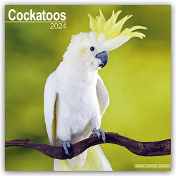 Cockatoos – Kakadus 2024 – 16-Monatskalender