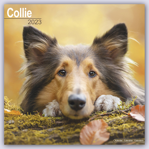 Collie 2023 – 16-Monatskalender