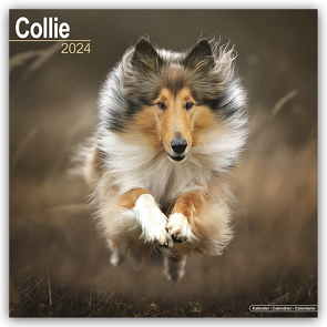Collie 2024 – 16-Monatskalender