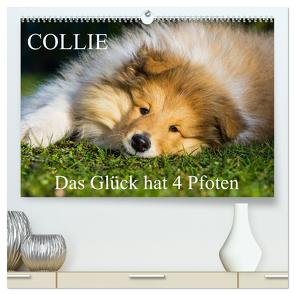 Collie – Das Glück hat 4 Pfoten (hochwertiger Premium Wandkalender 2024 DIN A2 quer), Kunstdruck in Hochglanz von Starick,  Sigrid