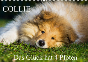 Collie – Das Glück hat 4 Pfoten (Wandkalender 2022 DIN A2 quer) von Starick,  Sigrid