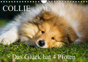 Collie – Das Glück hat 4 Pfoten (Wandkalender 2023 DIN A4 quer) von Starick,  Sigrid