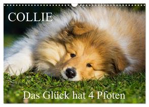 Collie – Das Glück hat 4 Pfoten (Wandkalender 2024 DIN A3 quer), CALVENDO Monatskalender von Starick,  Sigrid