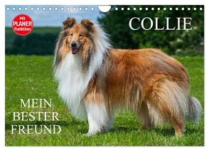 Collie – Mein bester Freund (Wandkalender 2024 DIN A4 quer), CALVENDO Monatskalender von Starick,  Sigrid