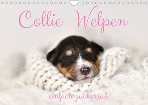 Collie Welpen einfach zuckersüß (Wandkalender 2023 DIN A4 quer) von Janetzek,  Yvonne