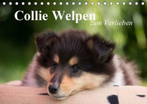 Collie Welpen zum Verlieben (Tischkalender 2019 DIN A5 quer) von Quentin,  Thomas