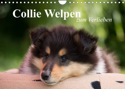 Collie Welpen zum Verlieben (Wandkalender 2023 DIN A4 quer) von Quentin,  Thomas
