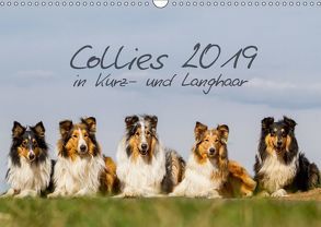 Collies 2019 in Kurz- und Langhaar (Wandkalender 2019 DIN A3 quer) von Hemlep,  Christine