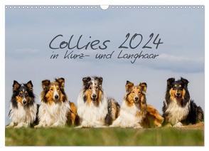 Collies 2024 in Kurz- und Langhaar (Wandkalender 2024 DIN A3 quer), CALVENDO Monatskalender von Hemlep,  Christine