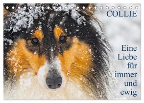 Collies – Eine Liebe für immer und ewig (Tischkalender 2024 DIN A5 quer), CALVENDO Monatskalender von Starick,  Sigrid