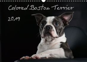 Colored Boston Terrier 2019 (Wandkalender 2019 DIN A3 quer) von Kassat Fotografie,  Nicola