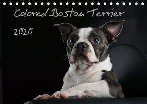 Colored Boston Terrier 2020 (Tischkalender 2020 DIN A5 quer) von Kassat Fotografie,  Nicola