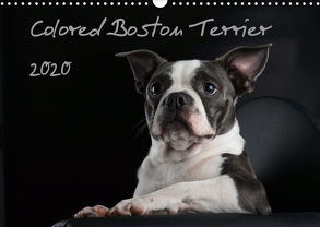Colored Boston Terrier 2020 (Wandkalender 2020 DIN A3 quer) von Kassat Fotografie,  Nicola